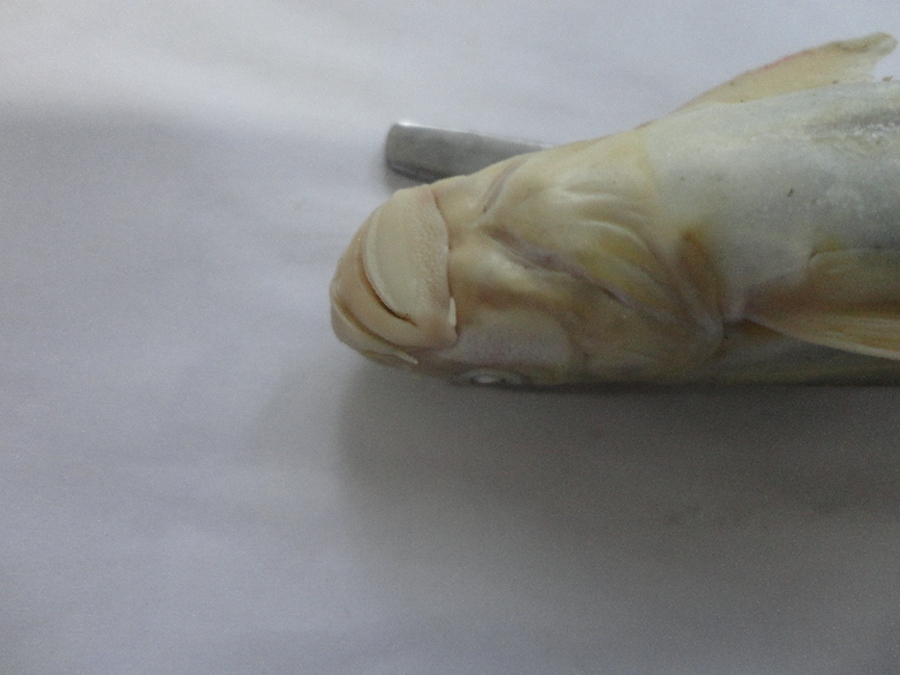 Schizothorax plagiostomus Heckel, 1838